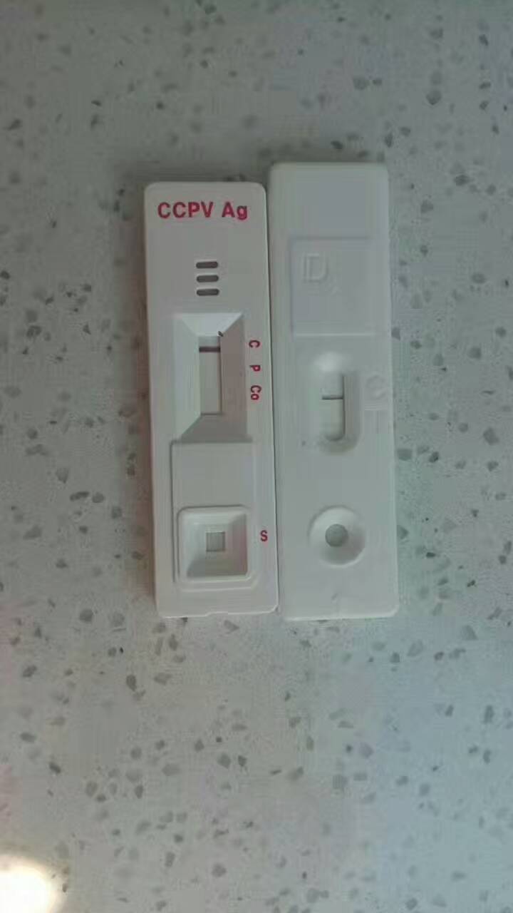 CAV-1强阳性+CPV弱阳性痊愈出院