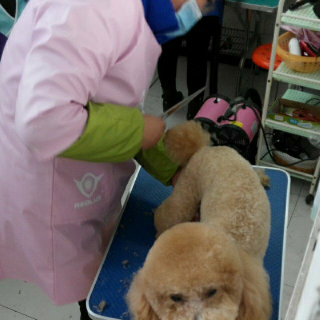洛阳宠物美容之泰迪犬的梳理与剃毛